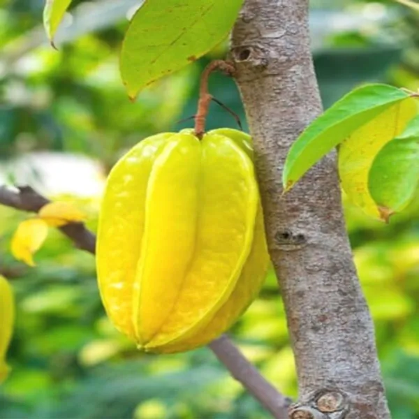 All_Time_Sweet_Star_Fruit_Plant_(1.5-3_Feet_Height_Pack_Of_1)