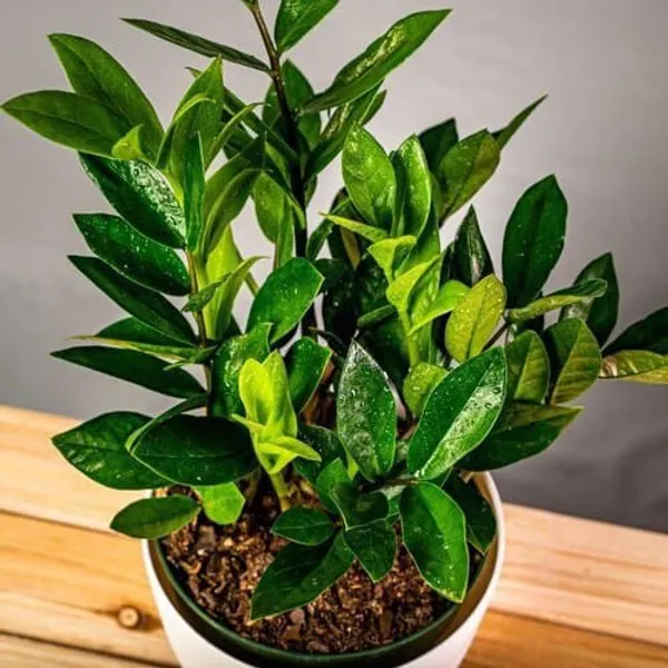 Green_Zamioculcas_Zamifolia_|_Zz_Plant_|_Indoor_Plants_For_Home_And_Office