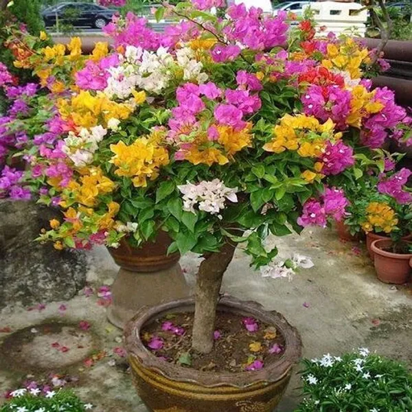 Multi_Color_Grafting_Bougainvillea_Plant_(5-6_Grafting)