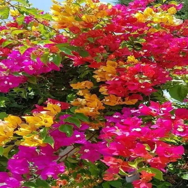 Multi_Color_Grafting_Bougainvillea_Plant_(5-6_Grafting)