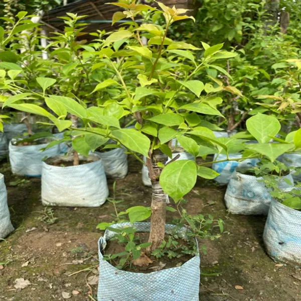 Multi_Color_Grafting_Bougainvillea_Plant_(5-6_Grafting)