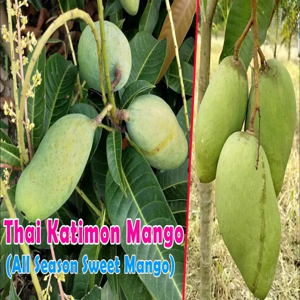 All_Time_Sweet_Kathimon_Mango_Plant_|_Hybrid_Grafted_Plant