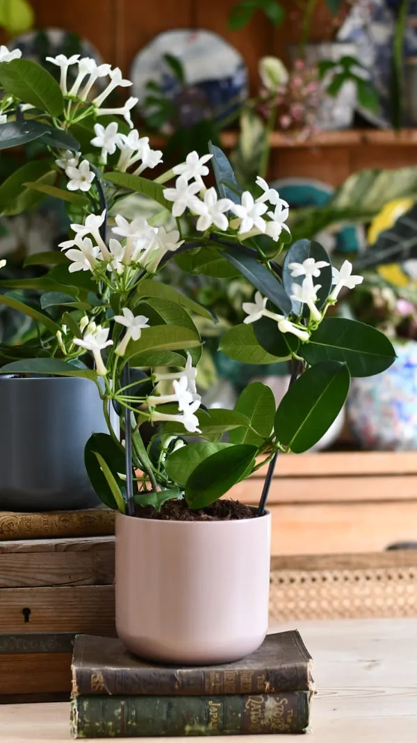 madagascar_jasmine_|_pack_of_1