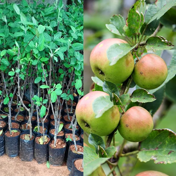 Hrmn_99_Apple_Plant/Sweet_Apple/All_Time00382__For_Home_and_Office