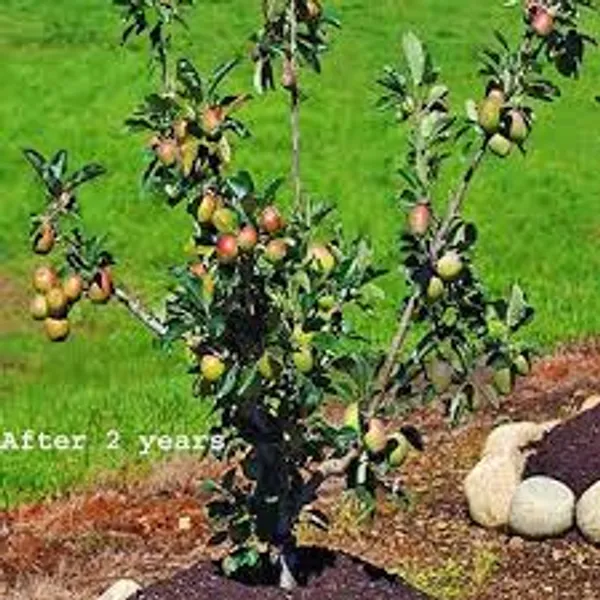 Hrmn_99_Apple_Plant/Sweet_Apple/All_Time00382__For_Home_and_Office