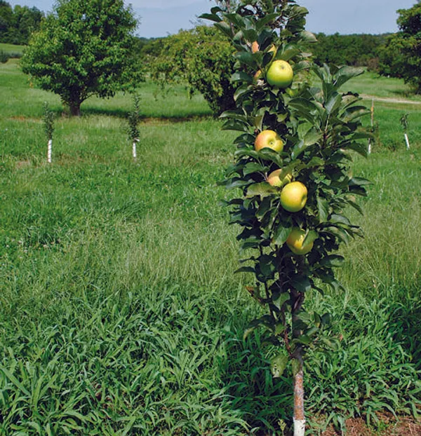 Hrmn_99_Apple_Plant/Sweet_Apple/All_Time00382__For_Home_and_Office