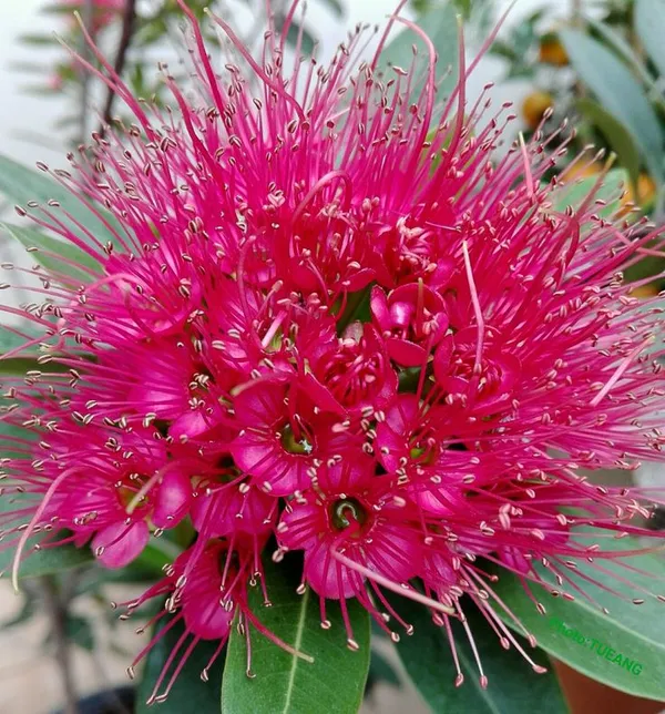 Frist_Love_Flower_Plant