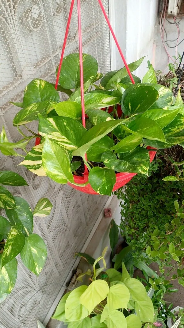 Natural_Indoor_Outdoor_Money_Plant