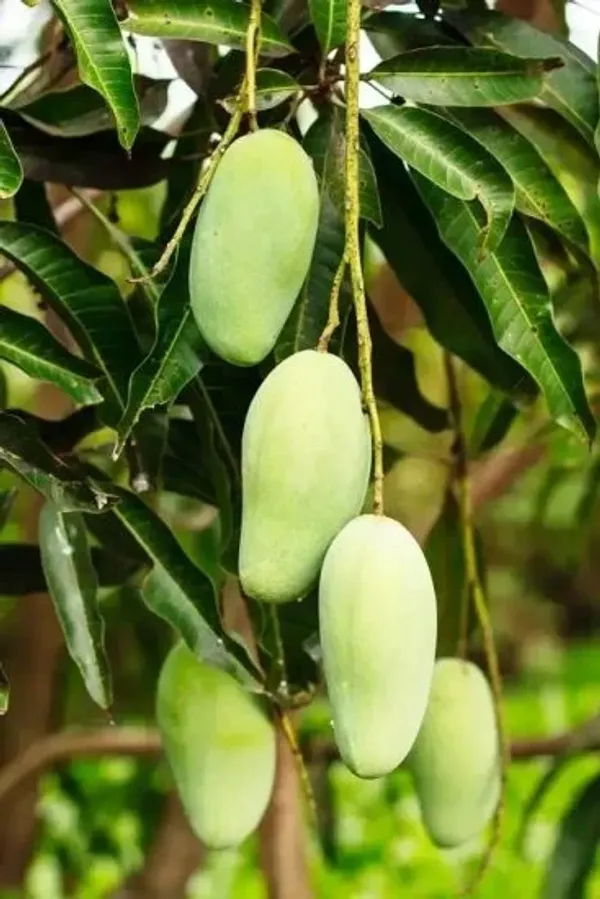 Original_Amrapali_Mango_(Grafted)