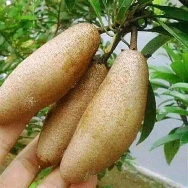 Thai_Lancha_Banana_Chiku|Chikoo_Plant_-_Grafted_1.5-2_Ft_Hight_-_All_Time_12_Masi_Early_Fruiting_Plant__After_Planting_Fruit_Come_Only_1_MonthsHybrid