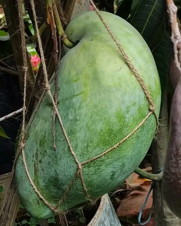 4Kg_Jambo_Size_Mango_Fruit_Plant_&_Tree_(Grafted_For_Sweet_Home_Gardening__(1.5-3.5_Ft_Plant_Hight)_4_Kg_Hybrid_Dwarf_Variety_Mango_Plant