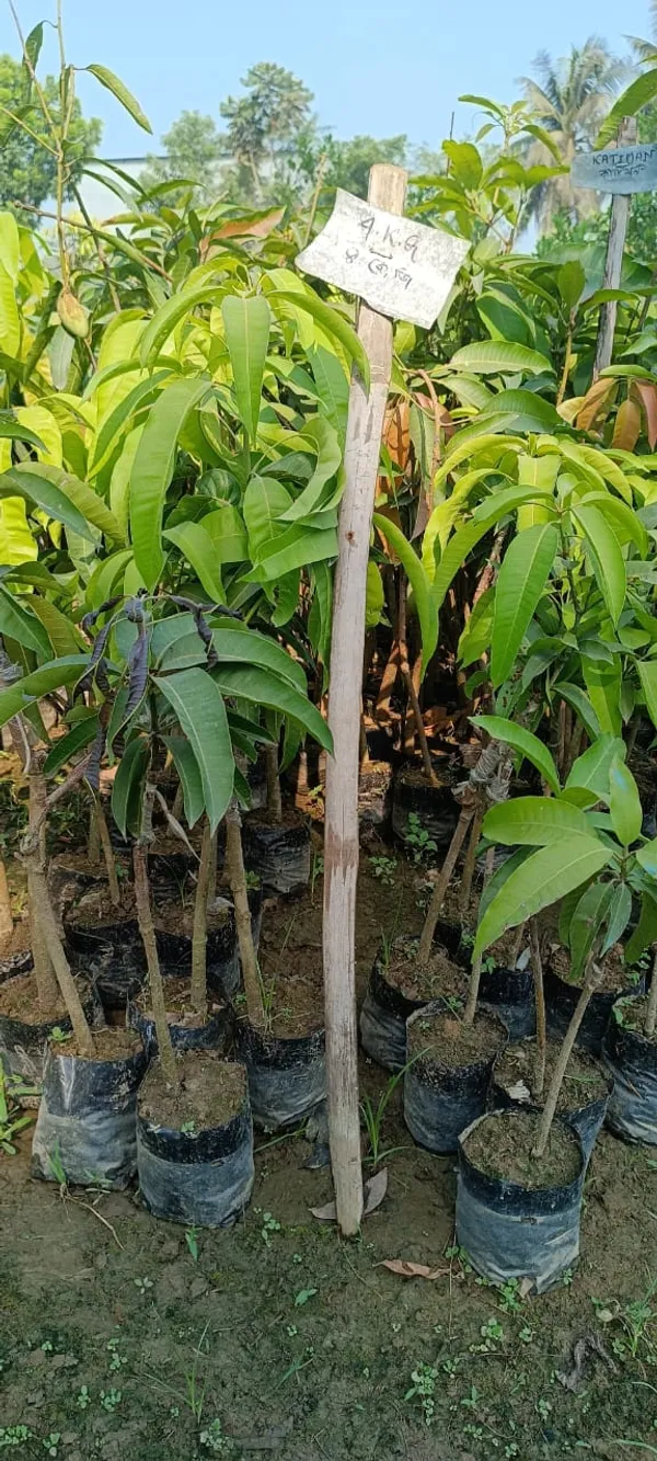 4Kg_Jambo_Size_Mango_Fruit_Plant_&_Tree_(Grafted_For_Sweet_Home_Gardening__(1.5-3.5_Ft_Plant_Hight)_4_Kg_Hybrid_Dwarf_Variety_Mango_Plant