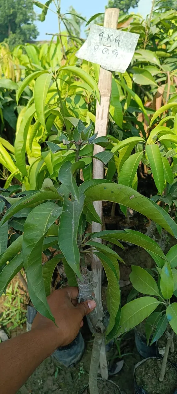 4Kg_Jambo_Size_Mango_Fruit_Plant_&_Tree_(Grafted_For_Sweet_Home_Gardening__(1.5-3.5_Ft_Plant_Hight)_4_Kg_Hybrid_Dwarf_Variety_Mango_Plant