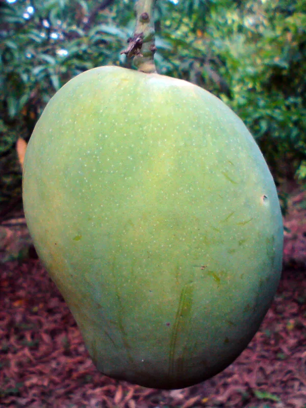 4Kg_Jambo_Size_Mango_Fruit_Plant_&_Tree_(Grafted_For_Sweet_Home_Gardening__(1.5-3.5_Ft_Plant_Hight)_4_Kg_Hybrid_Dwarf_Variety_Mango_Plant
