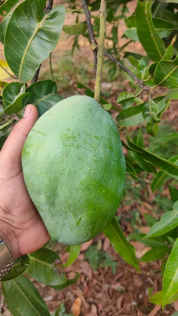 4Kg_Jambo_Size_Mango_Fruit_Plant_&_Tree_(Grafted_For_Sweet_Home_Gardening__(1.5-3.5_Ft_Plant_Hight)_4_Kg_Hybrid_Dwarf_Variety_Mango_Plant