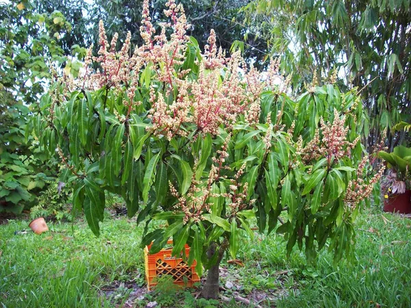 Jambo_Size_4_Kg_Mango_Hybrid_Fruit_Plant_&_Tree_(1.5-3.5_Ft_Hight)_For_Home_Garden_Well_Watered_4_Kg_Mango_Healthy_Fruit_Plant