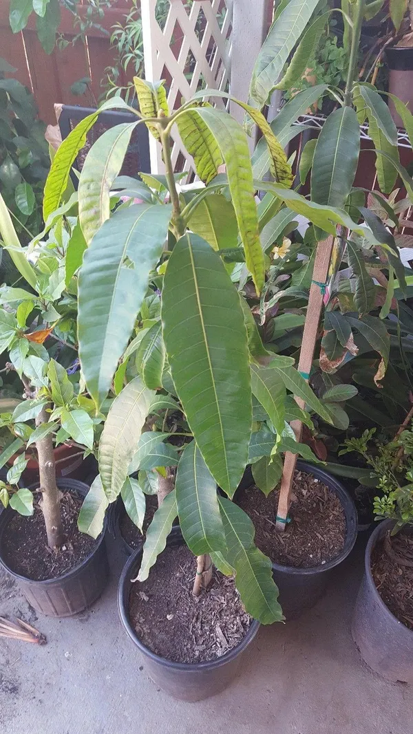Jambo_Size_4_Kg_Mango_Hybrid_Fruit_Plant_&_Tree_(1.5-3.5_Ft_Hight)_For_Home_Garden_Well_Watered_4_Kg_Mango_Healthy_Fruit_Plant