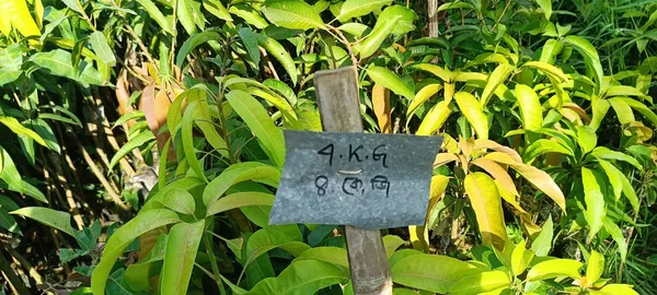 Original_4_Kg_Mango_Fruit_Plant_&_Tree_For_Home_Garden_Hybrid_4_Kg_Mango_Plant_(1.5-3.5_Ft_Hight)