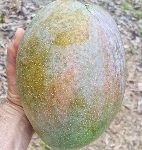 Rare_Authentic_4Kg_Mango__Fruit_Plant_&_Tree__(1.5-3.5_Ft_Hight)_Jambo_Size_4Kg_Grafted_ango_Plant_For_Home_Gardening_Hybrid