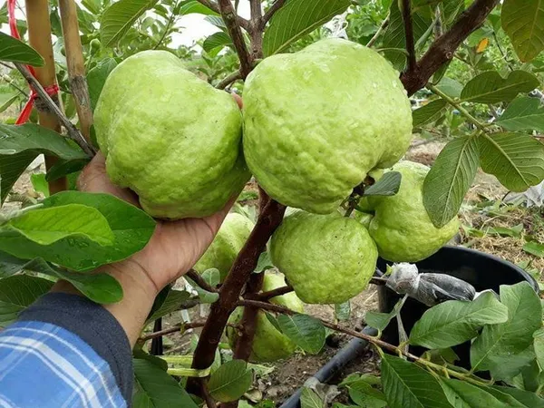 Thai_Kg_Guava_Plant_Hybrid