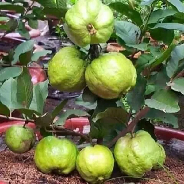Thai_Kg_Guava_Plant_Hybrid