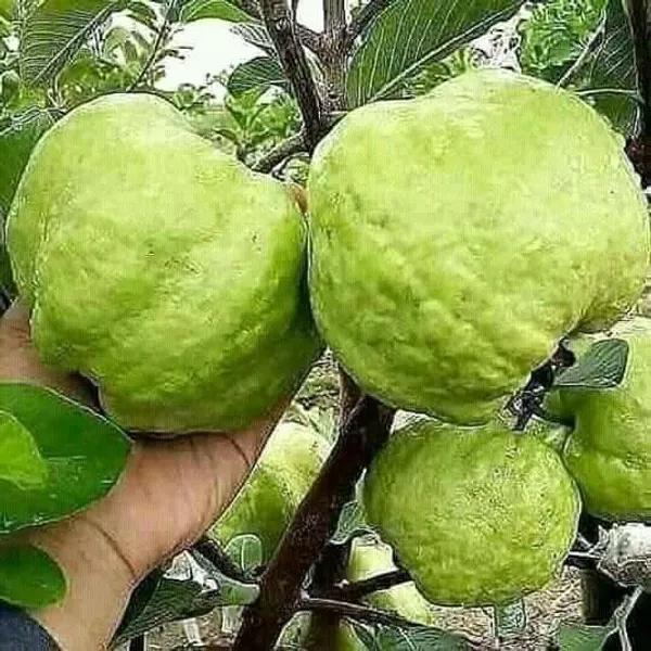 Thai_Kg_Guava_Plant_Hybrid