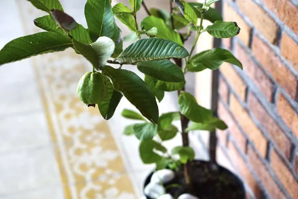 Thai_Kg_Guava_Plant_Hybrid