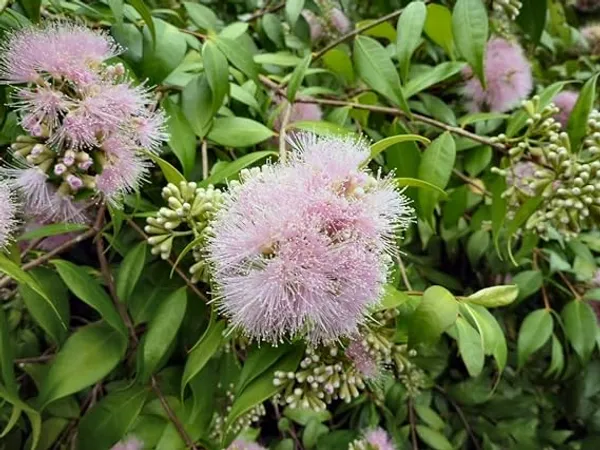 Australian_Lilli_Pilli_Pink_Fruit_Plant_&_Tree_|_Syzygium_Smithii_Plant_&_Tree_Hybrid