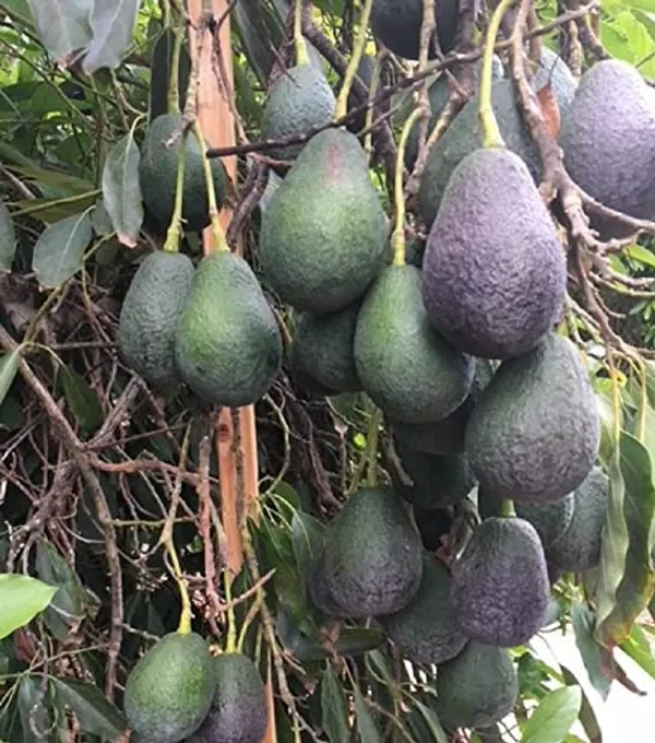 Avocado_Lamb_Hass_Variety_Self_Pollinating_Butter_Fruit_Grafted_ive_Plants_&_Tree1-1.5_Ft_Size_Hybrid_Healthy_Plant_And_Tree_Hybrid