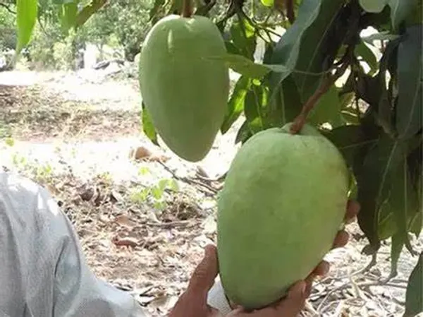 Noorjahan_Mango_Plant_Rare_&_Dwarf_Variety_Grafted_lant_Big_Size_Fruit_About_4_To_5_Kg_Weight_Unique_Collection_Hybrid