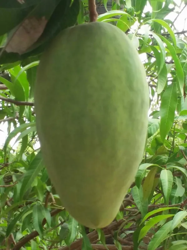 Noorjahan_Mango_Plant_Rare_&_Dwarf_Variety_Grafted_lant_Big_Size_Fruit_About_4_To_5_Kg_Weight_Unique_Collection_Hybrid