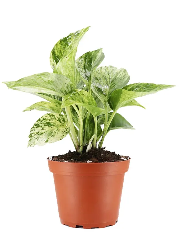 Money_Plant_Light_White_Hybrid