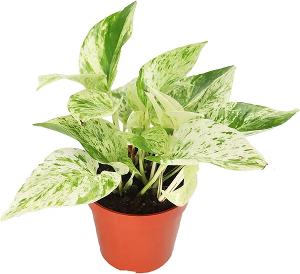 Money_Plant_Light_White_Hybrid