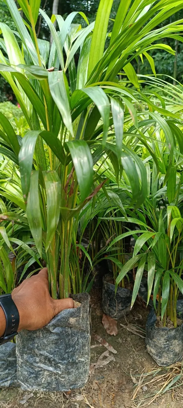 Real_Areca_Palm_Tree__Plant_Best_Indoor_Air_Purifying_Plant_Hybrid_Without_Pot