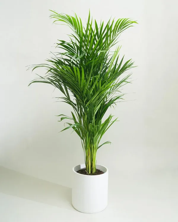 Real_Areca_Palm_Tree__Plant_Best_Indoor_Air_Purifying_Plant_Hybrid_Without_Pot