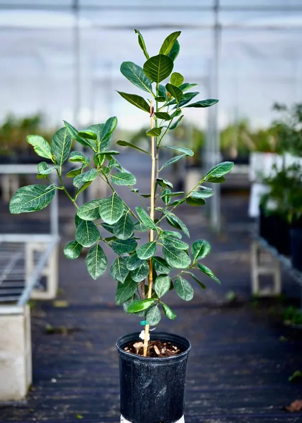 Vietnam_All-Time_Jackfruit_Grafted_ive_Plant_(Height_1.5_Ft_-_2_Ft)
