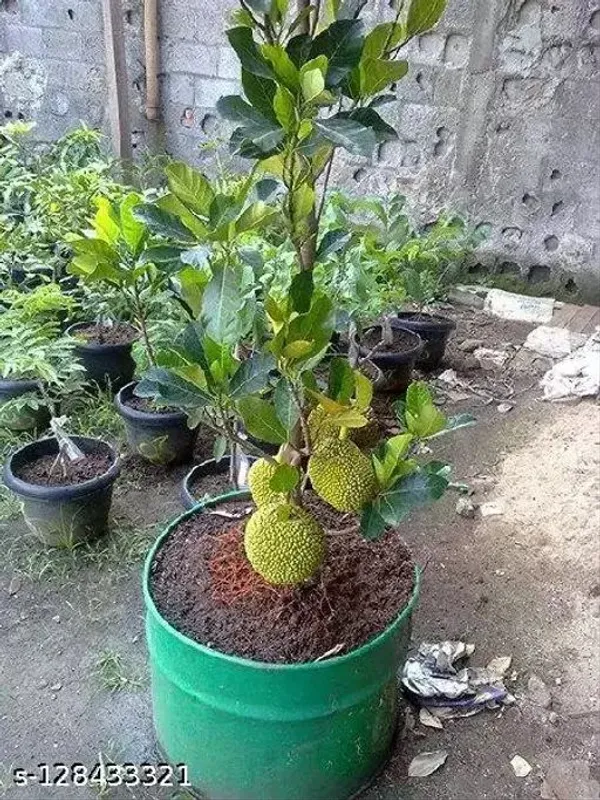 Vietnam_All-Time_Jackfruit_Grafted_ive_Plant_(Height_1.5_Ft_-_2_Ft)