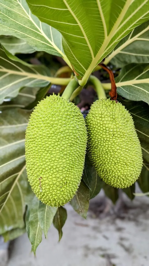 Vietnam_All-Time_Jackfruit_Grafted_ive_Plant_(Height_1.5_Ft_-_2_Ft)