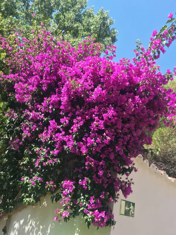 Paper_Flower|Bougainvillea_(Purple)_Flowering_Plant_&_Tree_(1.5-3.5_Ft_Hight)_For_Shrub|Bush|Home_Decoration|Gardening_Hybrid