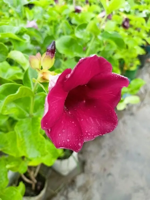 Allamanda_Red_Flower_Plant_Height_1.5-Ft_To_2-Ft