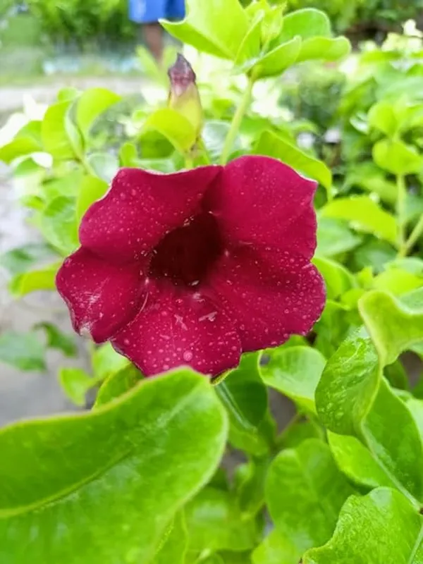 Allamanda_Red_Flower_Plant_Height_1.5-Ft_To_2-Ft
