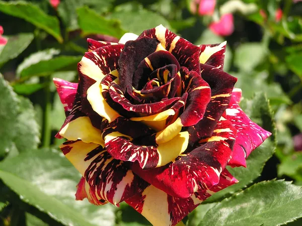 Abracadabra_Rose_Live_Flowering_Plant_For_Your_Sweet_Home_Decoration_&_Garden_Hybrid