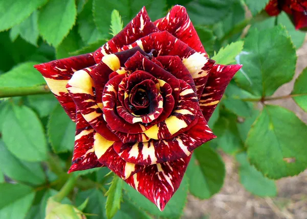 Abracadabra_Rose_Live_Flowering_Plant_For_Your_Sweet_Home_Decoration_&_Garden_Hybrid