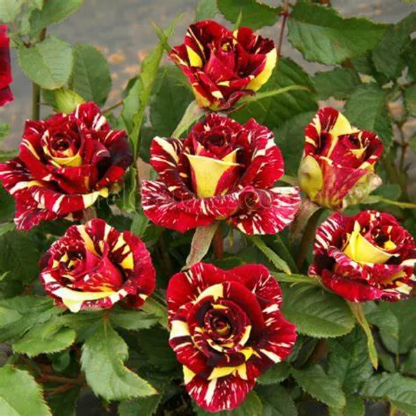Abracadabra_Rose_Live_Flowering_Plant_For_Your_Sweet_Home_Decoration_&_Garden_Hybrid