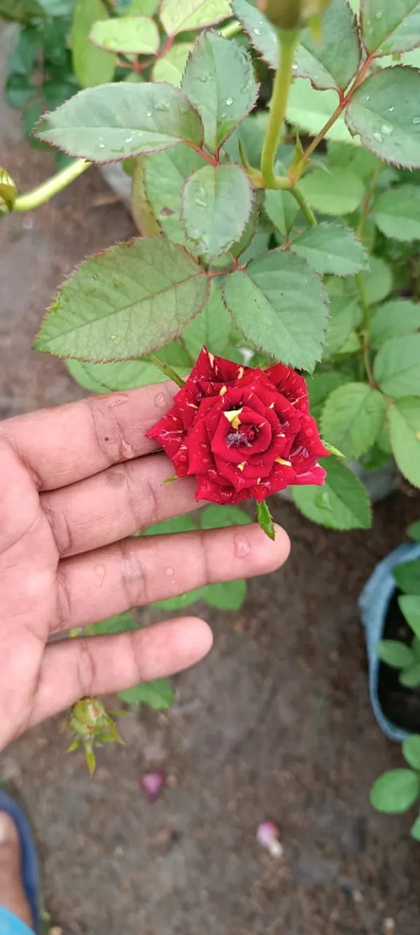 Abracadabra_Rose_Flower_Plant