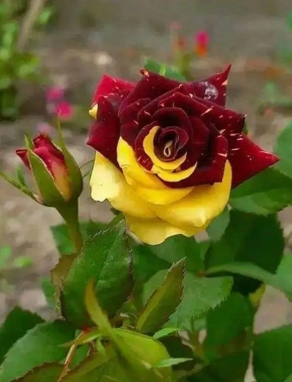 Abracadabra_Bicolor_Rose_(Grafted_Live_Flowering_Plant_For_Sweet_Home_Garden_Hybrid