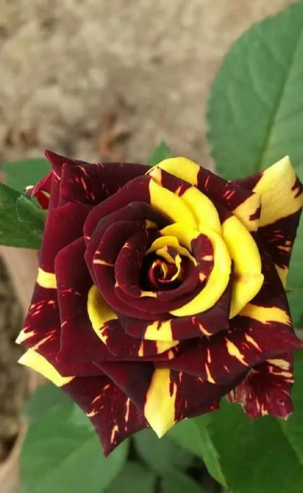 Abracadabra_Bicolor_Rose_(Grafted_Live_Flowering_Plant_For_Sweet_Home_Garden_Hybrid