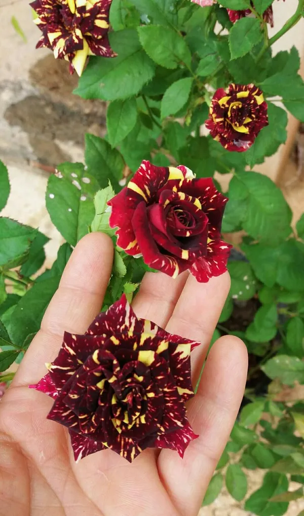 Abracadabra_Bicolor_Rose_(Grafted_Live_Flowering_Plant_For_Sweet_Home_Garden_Hybrid