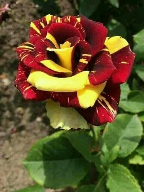 Abracadabra_Bicolor_Rose_(Grafted_Live_Flowering_Plant_For_Sweet_Home_Garden_Hybrid
