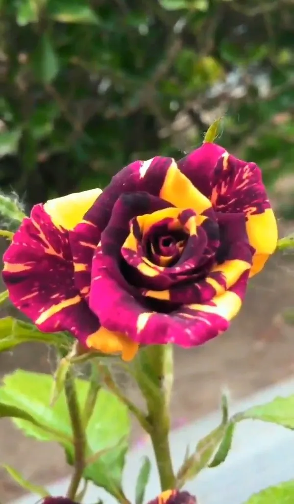 Abracadabra_Bicolor_Rose_(Grafted_Live_Flowering_Plant_For_Sweet_Home_Garden_Hybrid